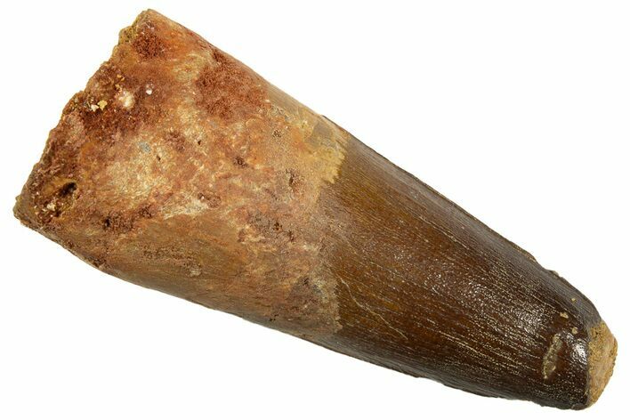 Fossil Spinosaurus Tooth - Feeding Worn Tip #344527